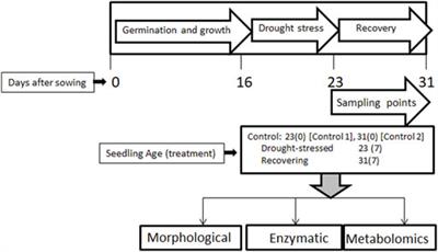 Targeted metabolomics reveals fatty acid abundance adjustments as playing a crucial role in drought-stress response and post-drought recovery in wheat